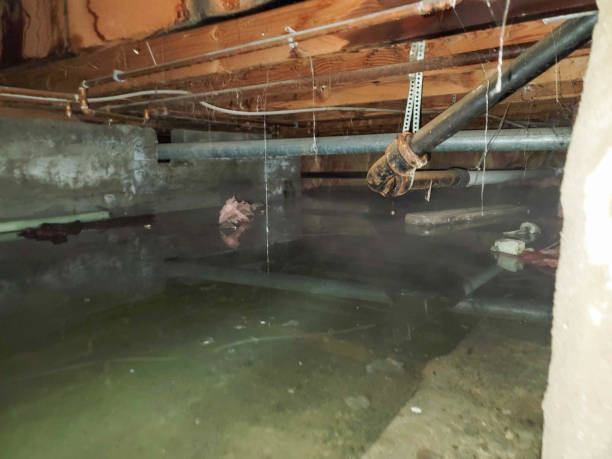 Best Professional water damage repair  in La Vista, NE